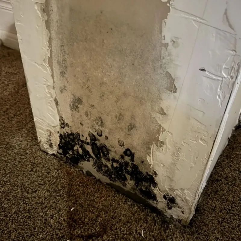 Professional Mold Removal in Gurnee, IL